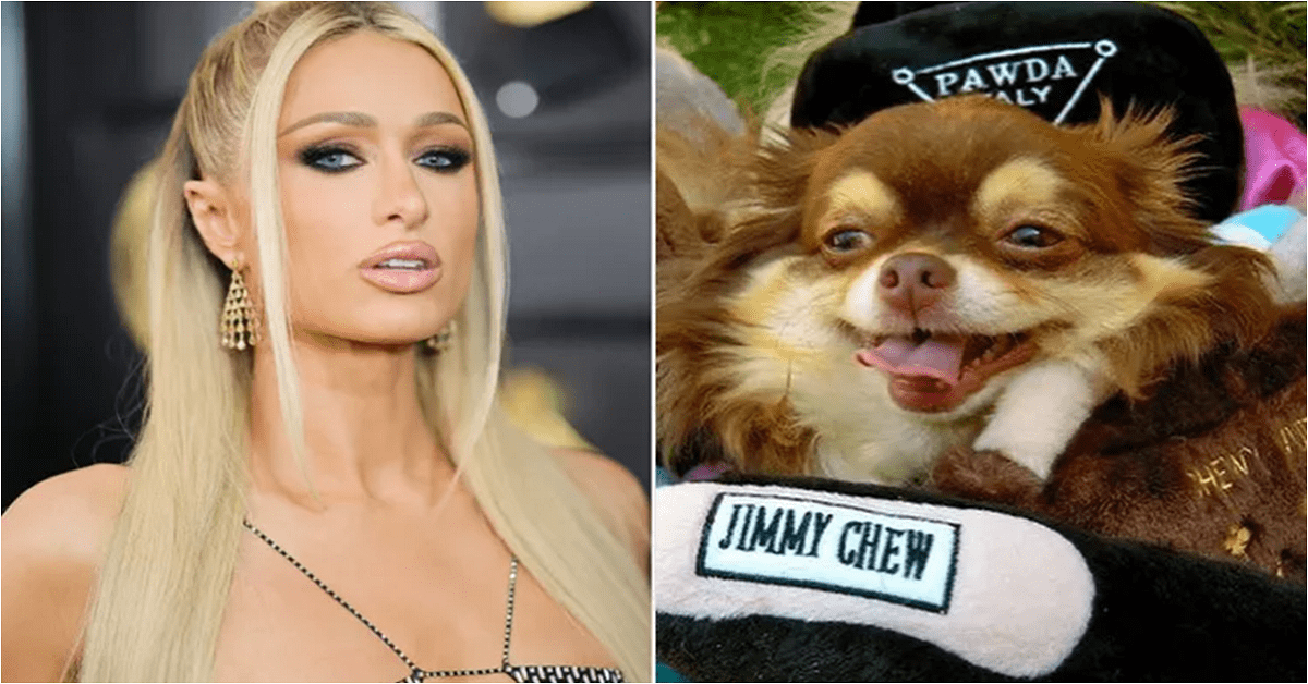 Paris Hilton’s Beloved Dog Dead at 23: ‘Words Cannot Express the Immense Pain I’m Feeling Right Now’